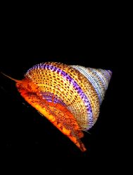 Purple ring top snail on kelp frond. Barkley Sound, B.C. ... by Rand McMeins 